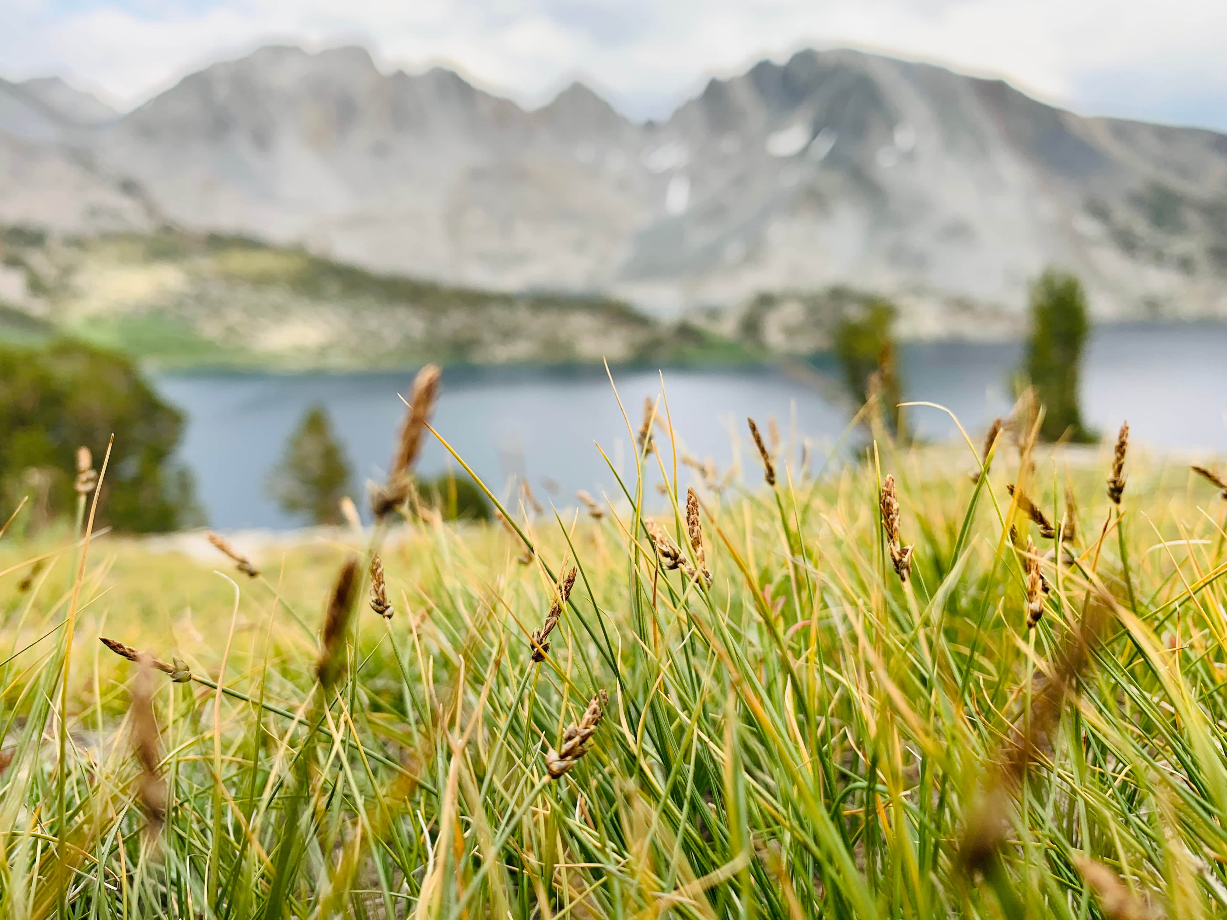 Close-up of tall green grass with an alpine lake and rugged mountains blurred in the background at Duck Pass, California