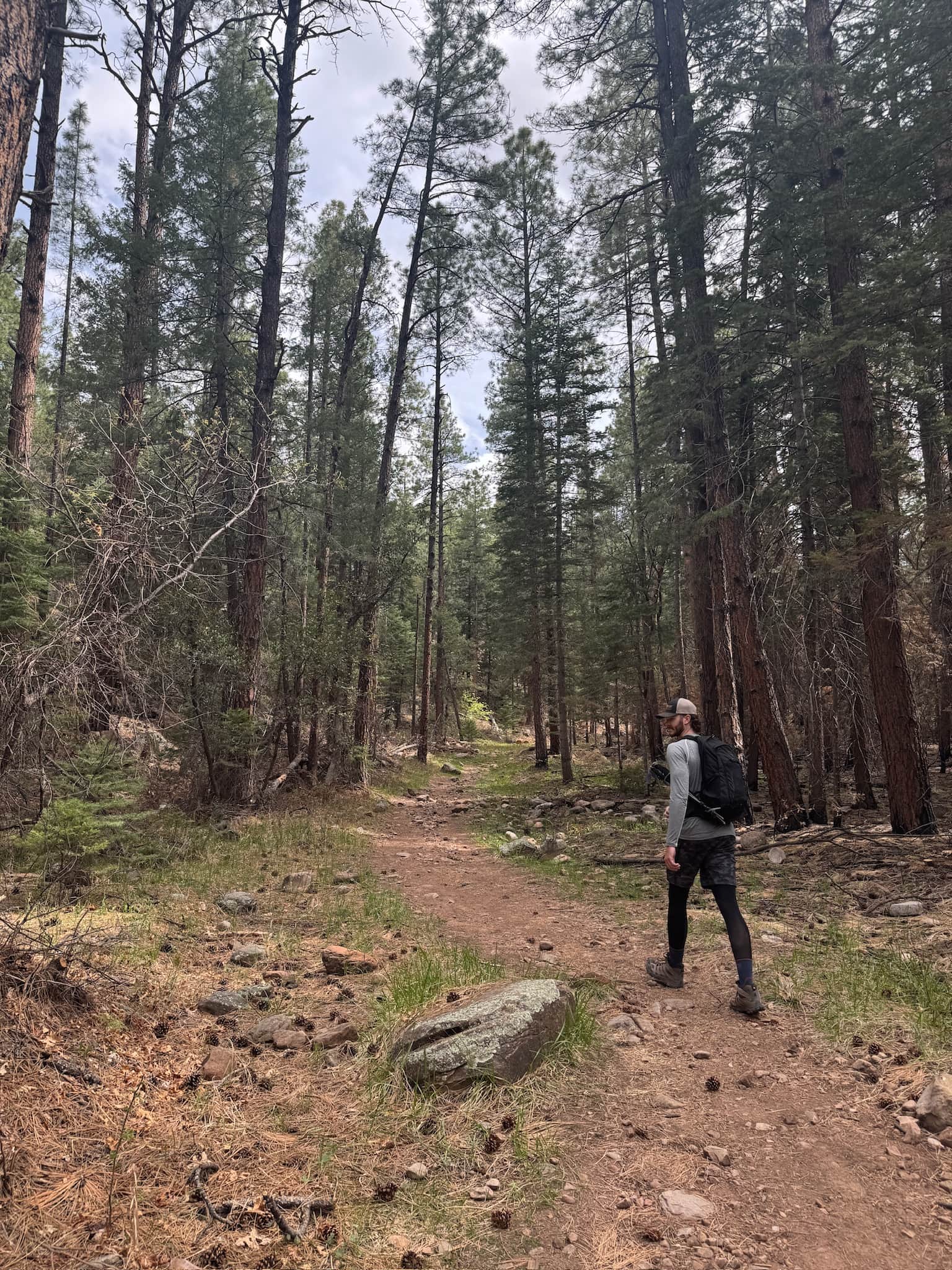 Person walking on a pine forest trail surrounded by tall trees at Horton Creek in Payson, Arizona