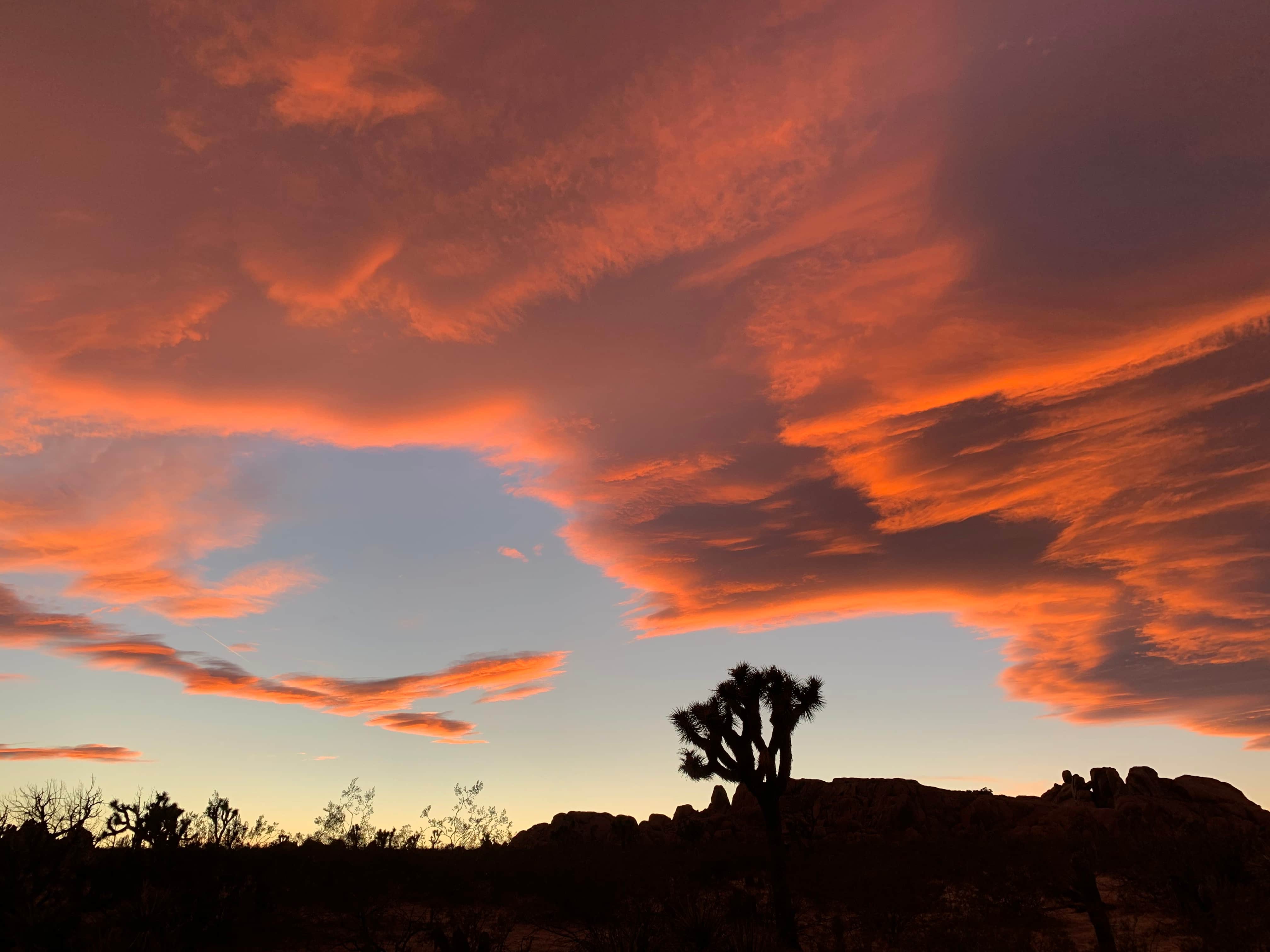 Colorful sunset sky with dramatic orange and pink clouds above silhouetted Joshua trees and desert landscape