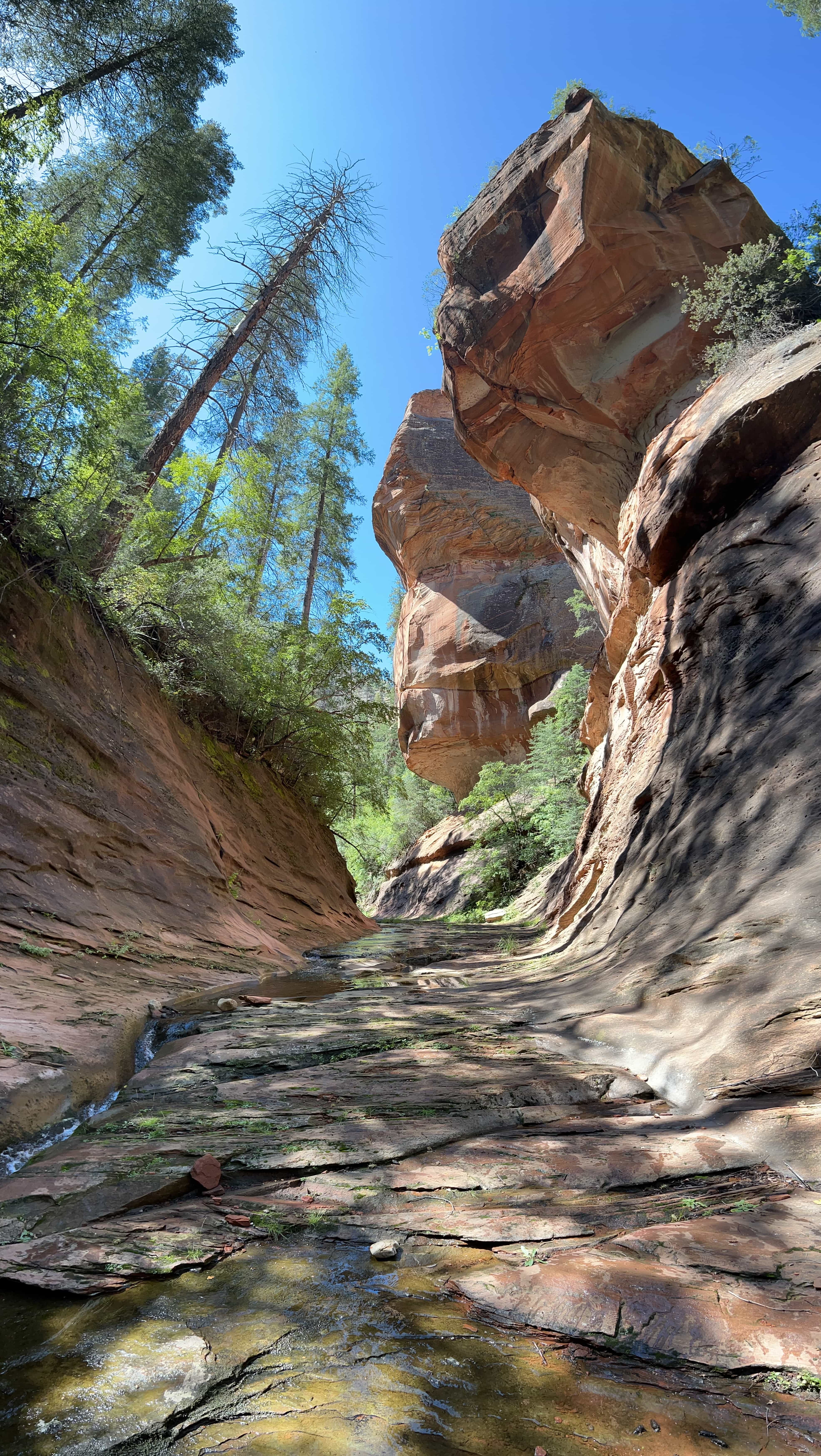 Narrow canyon with steep rock walls and trees above a wet, rocky creek bed at Oak Creek in Sedona, Arizona
