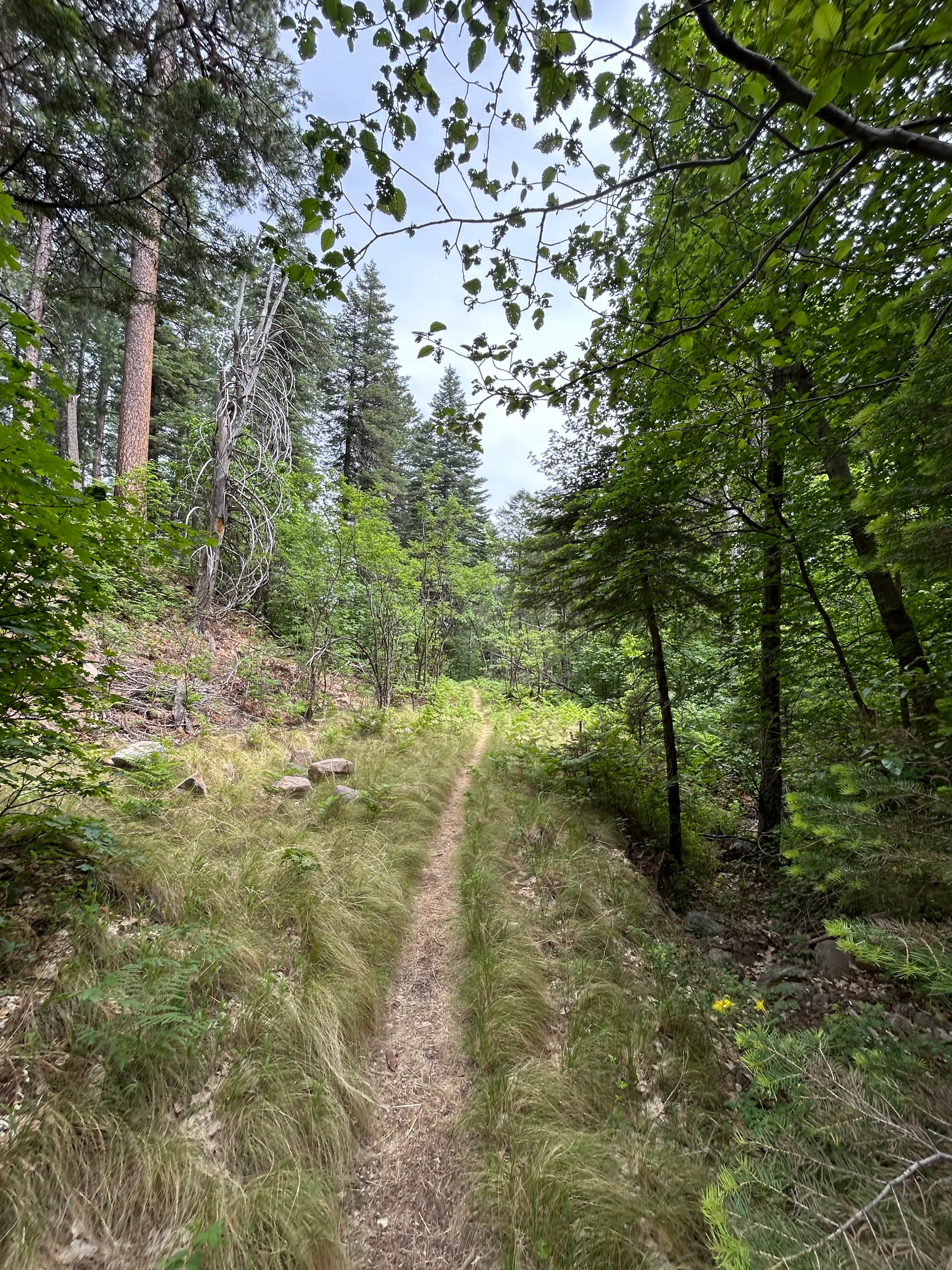 Narrow forest trail surrounded by lush green trees and grassy ground at See Canyon, Payson, Arizona